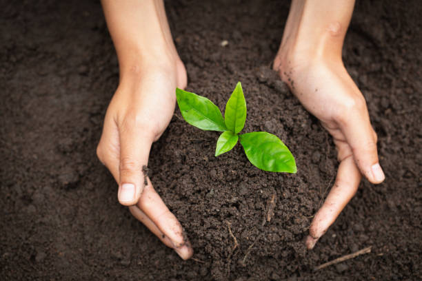Maryland Forestry Foundation Fellowship 2025 – $10,000 Per Fellow 3 image 11